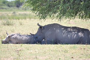 A mother rhino and her baby are sleeping under the shade of a tree