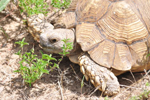 The leopard tortoise “Stigmochelys pardalis”