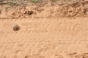 The inscription “Botswana” was made with the help of a juvenile leopard tortoise