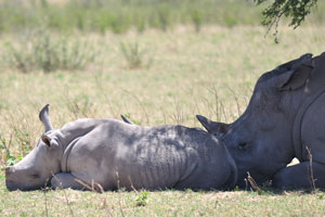 A baby rhino