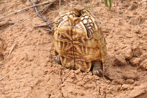 A juvenile leopard tortoise was put in a funny pose “please, note, that no animals were harmed”