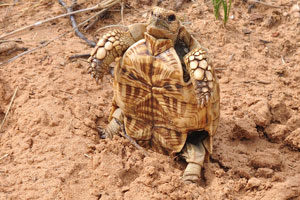 A juvenile leopard tortoise is in a funny stand “please, note, that no animals were harmed”
