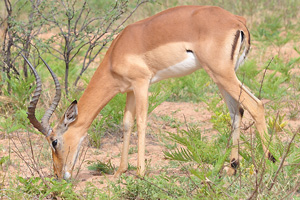 A male impala
