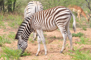 A zebra is grazing on the grass