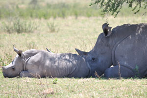 Sleeping rhinos were awakened by the sound of the engine