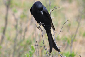 A fork-tailed drongo