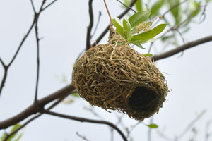 A nest of a weaver