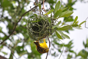 A weaver with a yellow belly is in the nest