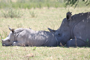 This is a mother rhino with her baby rhino