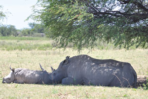 A rhino calf is lying beside its mother under a tree