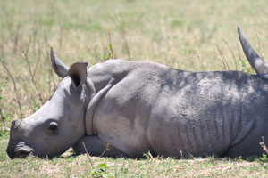 This is a baby rhino with its mother