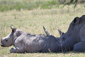 This is a rhino calf with its mother