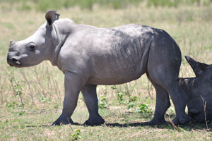 A rhino calf