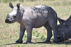 A rhino calf is charming