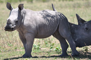 A rhino calf is lovely