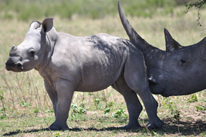There are no poachers in the animal sanctuary and it is safe for rhinos to have the long horn