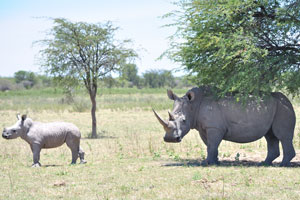 The animal sanctuary is a safe place for rhinos