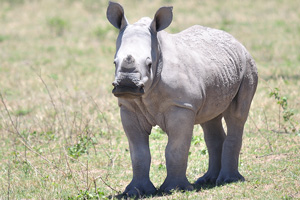 A rhinoceros calf