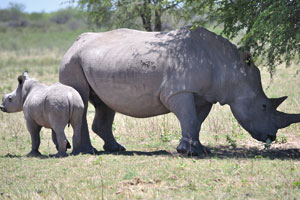This is a mother rhinoceros with her baby