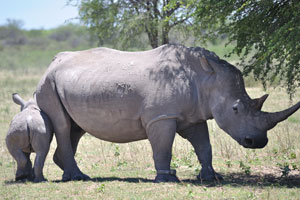This is a mother rhinoceros with her calf