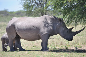 Rhinoceroses are under the shade of a tree