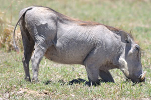A warthog