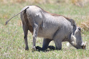 A funny warthog