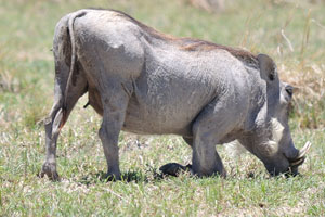 A weird warthog
