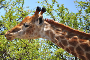 A giraffe is eating leaves