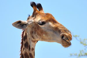 Why do giraffe chew bones?
