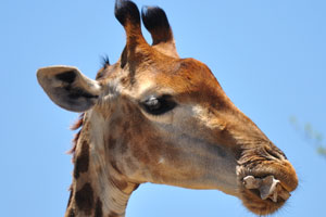 When nutrients are lacking, giraffes eat bones to get phosphorus and calcium their bodies require