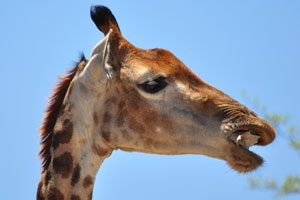 Bones are manipulated in and out the mouth by the giraffe's tongue while being sucked and chewed