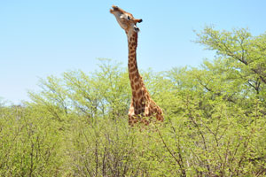 A giraffe is chewing on a bone