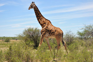 Aging male giraffes go black