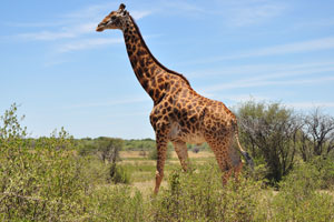 When male giraffes reach about 9.4 years of age, their once light spots have darkened to coal-black