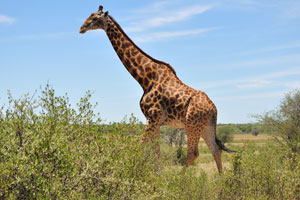 Male giraffes become more illustrious with age, the hairy blotches on these long-necked mammals darken with age
