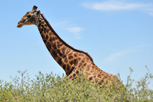 The color of male giraffe's spots are known to gradually change color from a sienna brown to a coal black