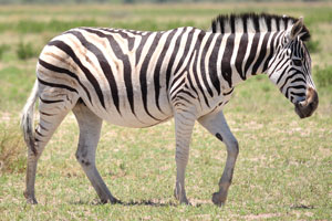 A lovely Burchell's zebra