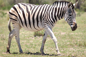 An illustrious Burchell's zebra