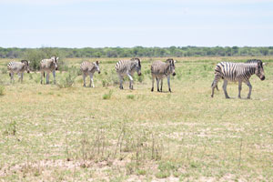 A dazzle of Burchell's zebras
