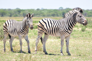 Two amazing Burchell's zebras
