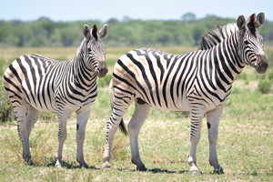 These amazing Burchell's zebras look great