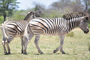 Burchell's zebras are herbivores and spend most of their day eating grass