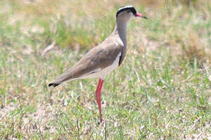 A crowned lapwing