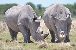 Two rhinos are grazing