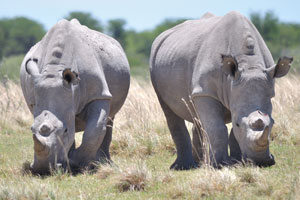 Two rhinoceroses are grazing