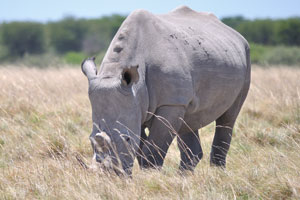 A rhino is grazing