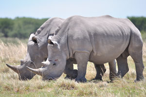 Two magnificent rhinoceroses are grazing
