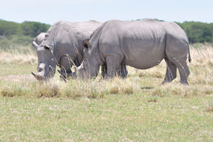 Awesome rhinoceroses are grazing