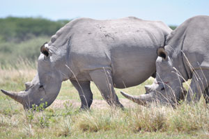 Grey rhinoceroses are grazing